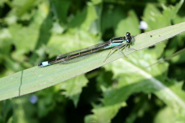 Agrion élégant (Ischnura elegans) © Nicolas Macaire / LPO